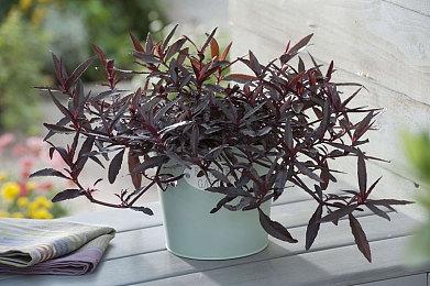 《星空》PS5版本或随下一个DLC同步推出